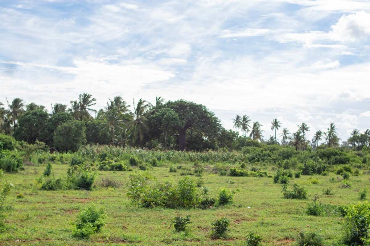 TEZO PALM GARDENS – KILIFI gallery 5