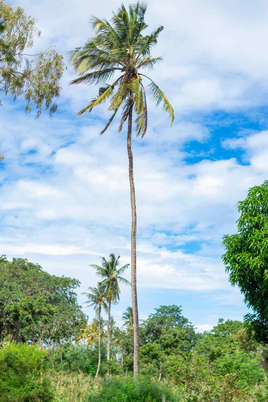 TEZO PALM GARDENS – KILIFI gallery 9
