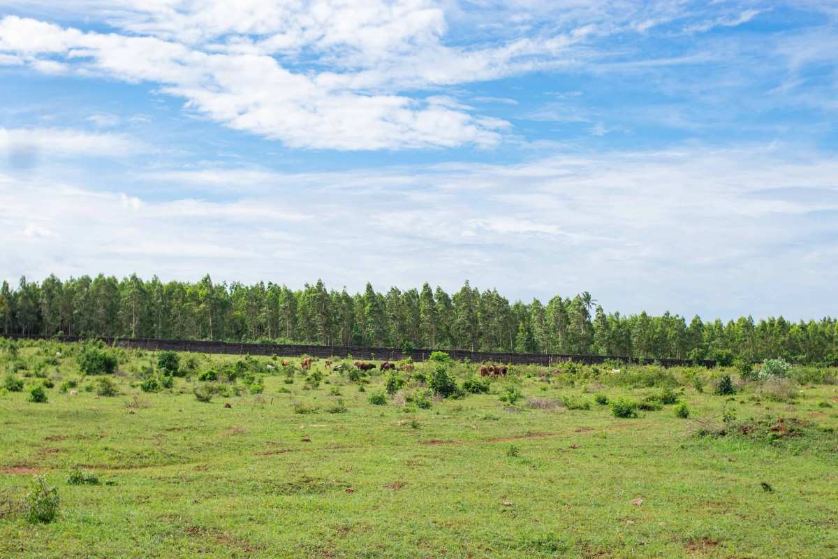 TEZO PALM GARDENS – KILIFI gallery 11