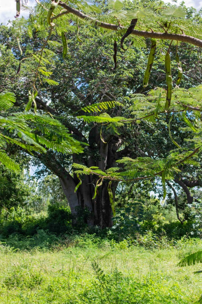 LIVE JUST 10 MINUTES FROM BOFA BEACH – KILIFI gallery 7