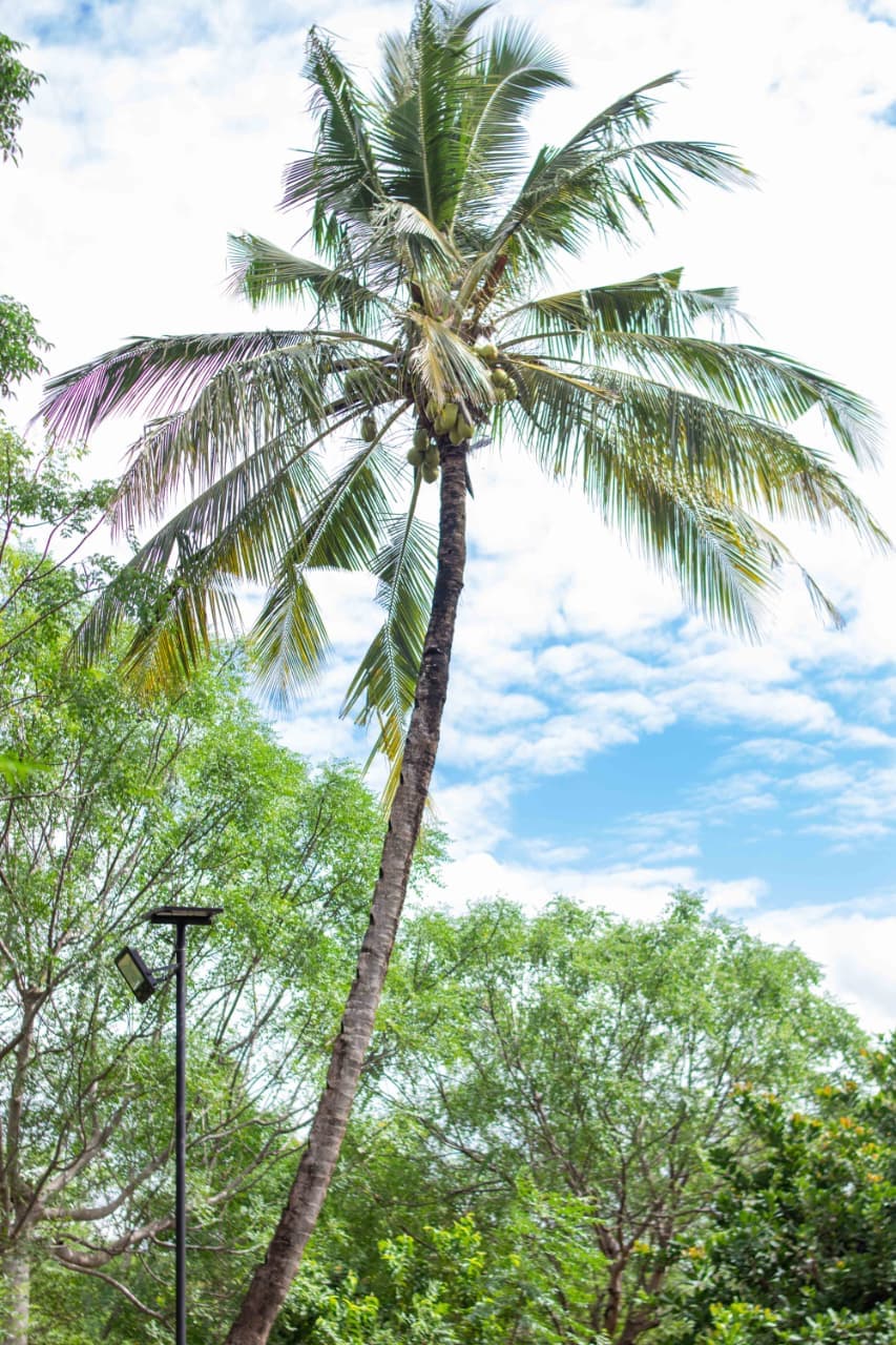 ½ ACRE PROPERTY FOR SALE – ROKA, KILIFI gallery 14